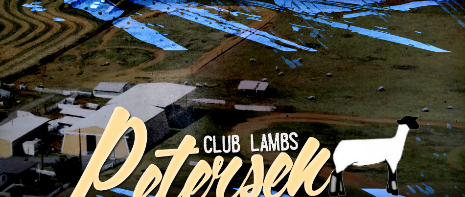 Petersen Club Lambs